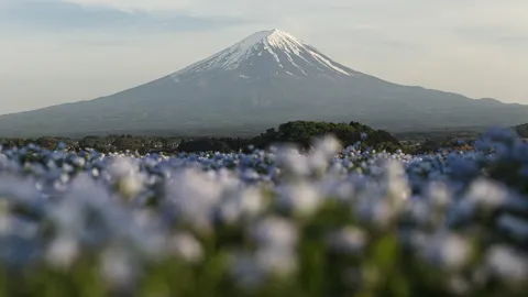 息をのむ富士山とネモフィラ畑