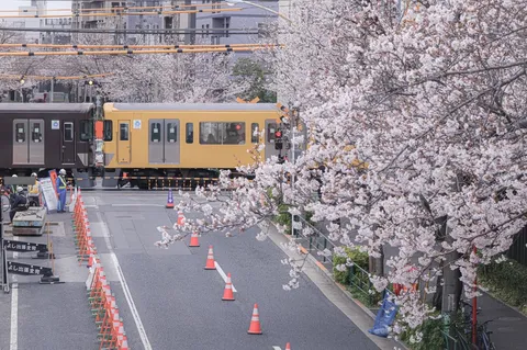 桜舞う踏切をゆく二色の電車