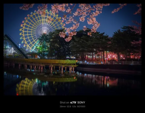 夜桜と観覧車の幻想的な共演