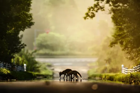 黄昏の路面に静かな出会い