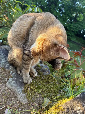 木漏れ日と猫のひととき