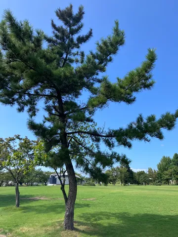 青空に伸ぶ松の影