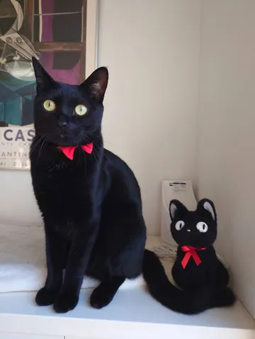 黒猫と相棒の、静かな対話