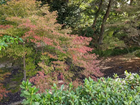 紅葉の彩りと静かな庭