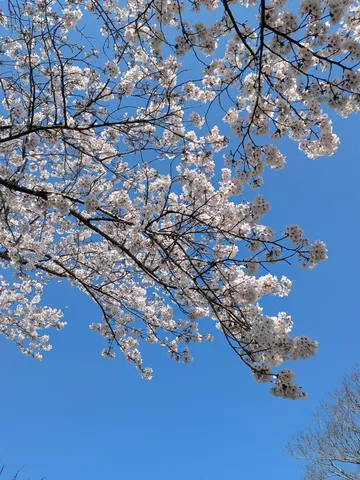 春の訪れ、青空に舞う桜