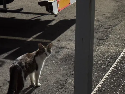 道端の探検家、猫