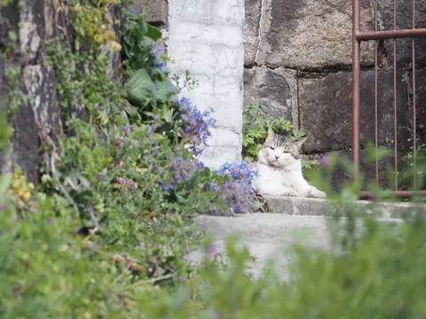 緑に囲まれ、まったり猫時間