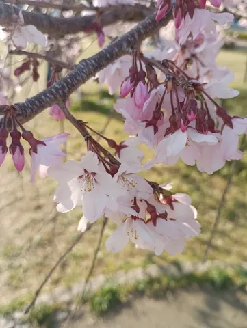 陽光に照らされる淡い桜