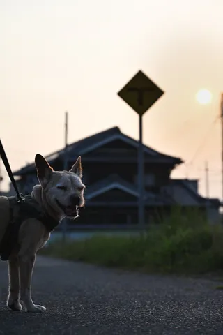 道端でニヤリ、哀愁漂う一枚
