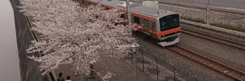 春爛漫、電車と桜の共演