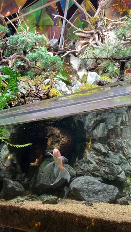 金魚と水草の静かな世界