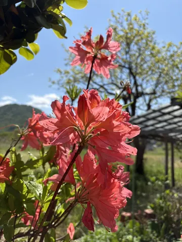 花たちが背伸びする日