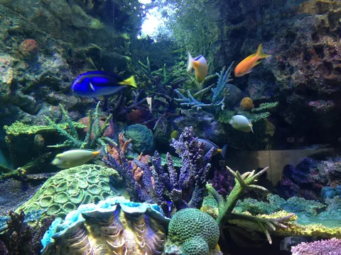 瑠璃色の夢、青き海の底