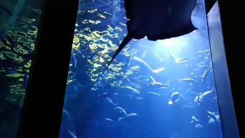 悠然と泳ぐ巨大な影