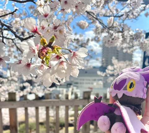 まさかの花見客、現る！