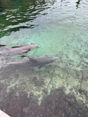 イルカたちのひそひそ話？
