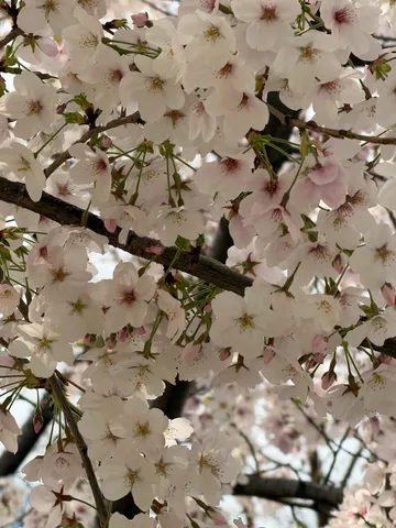 春の訪れ、淡い桜の輝き