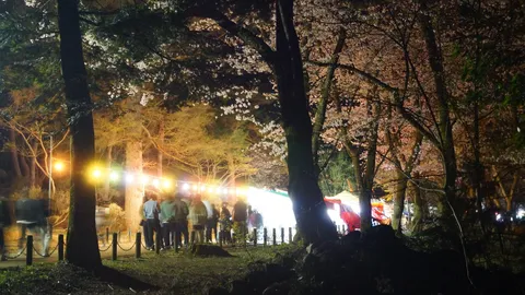 幻想夜桜の小道