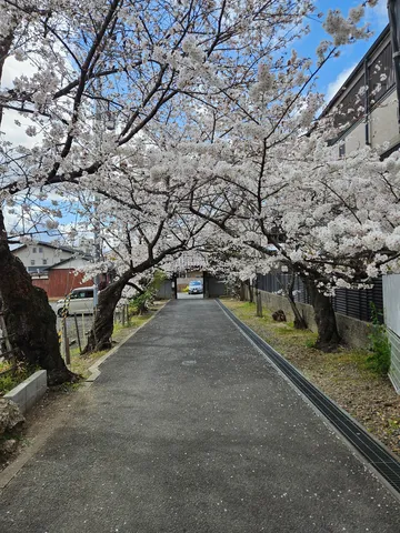 桜並木の下、春の小道