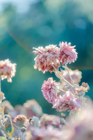 褪せゆく花、残る彩