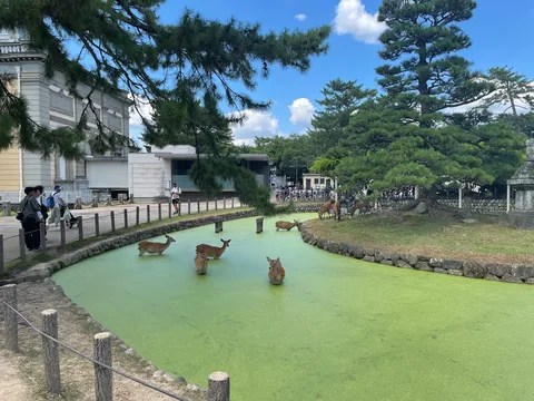緑の水面と迷子の鹿たち