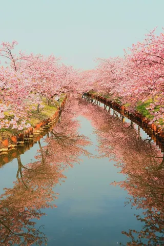 水面にほどける桜景色