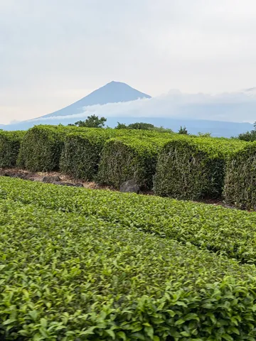 茶畑と雲隠れの山頂