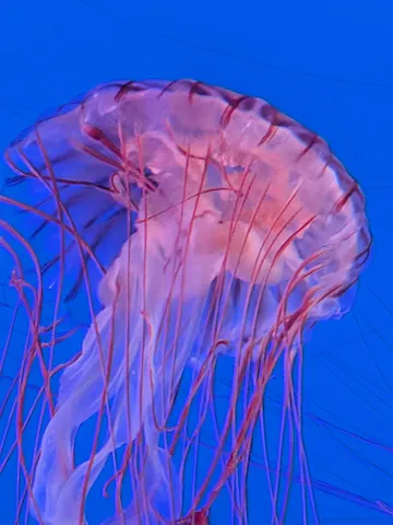 青の海風に浮かぶ光の翅