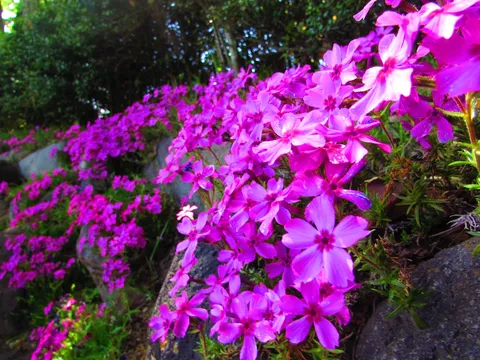 紫の絨毯、自然の息吹