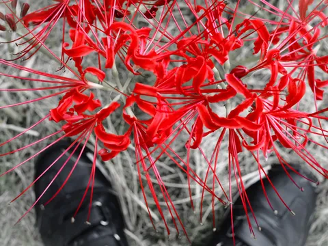 彼岸花の世界に、まさかの足元