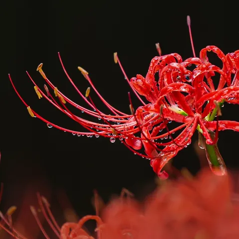 水滴が踊る紅花の瞬間