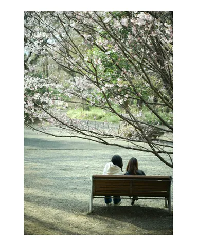 桜の下の静かな語らい