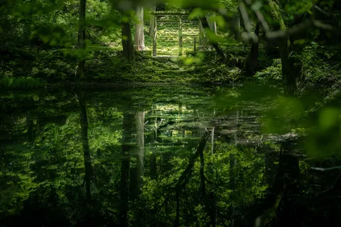 深緑と水鏡の静寂