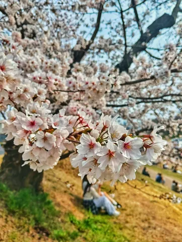 満開の桜と穏やかな時間