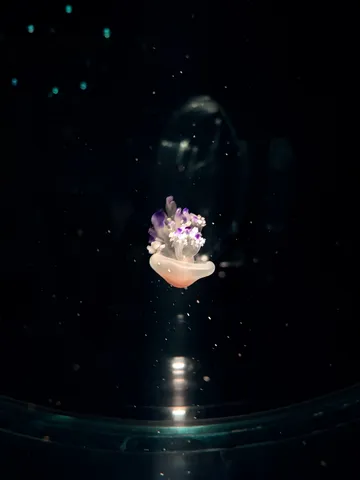 闇夜に漂う海の輝き