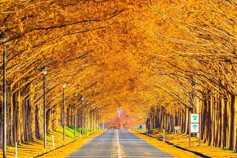 黄金色に輝く並木道のトンネル