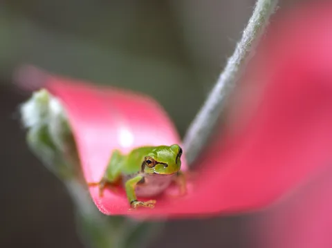 花の上の緑の微笑み