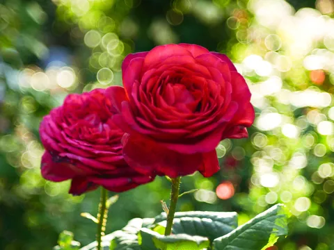 深紅のバラ、ボケの芸術