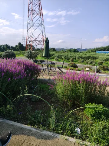 鉄塔と紫陽花のコントラスト