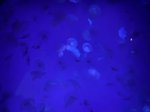 幻想的な青い世界に漂うクラゲ