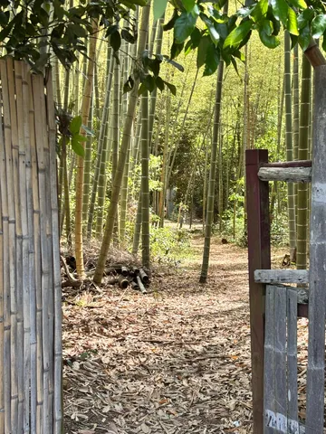 竹林に誘う、静寂への小道