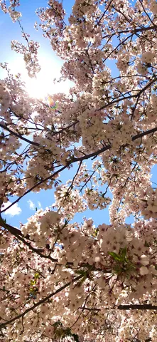春の空を彩る、桜のシャワー