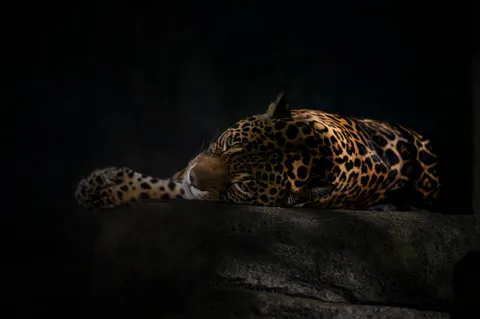 闇の岩上で眠る豹