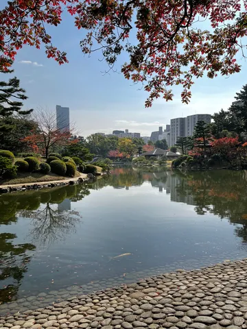 都会のオアシス、錦鯉と紅葉の調和