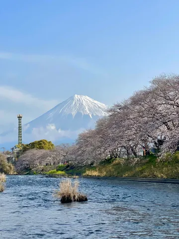 春告げる富士と桜の川辺