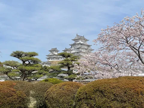 満開の桜と白鷺城
