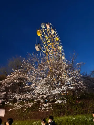宵空に咲く観覧車と桜