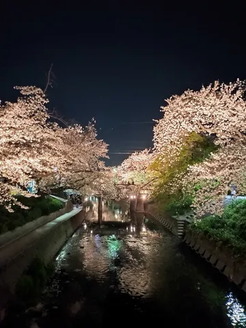 水面に揺れる夜桜の輝き