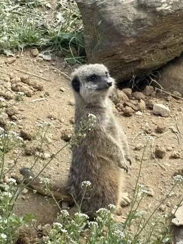 見張り中のミーアキャット