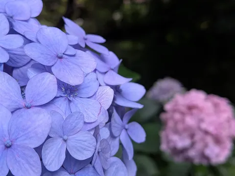 紫陽花の奥ゆかしき世界
